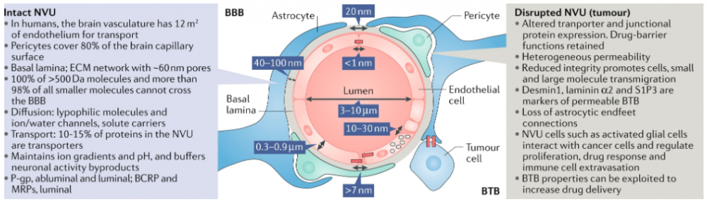 A Path Forward For Overcoming The BloodBrain And BloodTumor Barriers